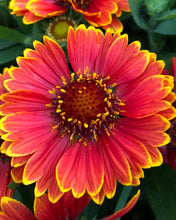 Load image into Gallery viewer, Gaillardia 'SpinTop™ Yellow Touch'
