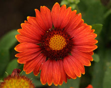 Load image into Gallery viewer, Gaillardia 'Arizona Red Shades'