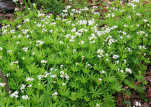 Load image into Gallery viewer, Galium odoratum