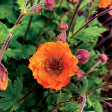 Load image into Gallery viewer, Geum 'TEMPO™ Orange'