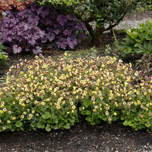 Load image into Gallery viewer, Geum TEMPO™ Yellow