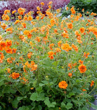 Load image into Gallery viewer, Geum 'Fire Storm'