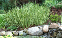 Load image into Gallery viewer, Acorus Variegatus