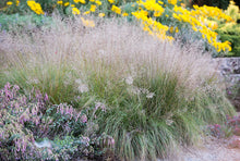 Load image into Gallery viewer, Sporobolus heterolepis - Prairie Drop Seed