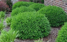 Load image into Gallery viewer, Boxwood 'Green Velvet'