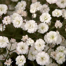 Load image into Gallery viewer, Gypsophila 'Summer Sparkles' (Baby's Breath)