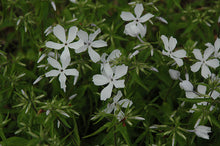Load image into Gallery viewer, Phlox 'May Breeze'