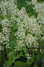 Load image into Gallery viewer, Tiarella 'Brandywine'