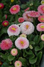 Load image into Gallery viewer, Bellis 'Tasso® Strawberries & Cream'
