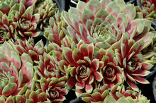 Load image into Gallery viewer, Sempervivum 'Commander Hay'