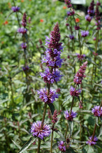 Load image into Gallery viewer, Agastache 'Purple Haze'