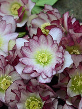 Load image into Gallery viewer, Helleborus 'Blushing Bridesmaid'