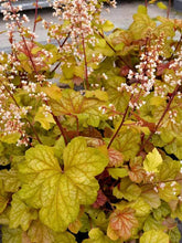 Load image into Gallery viewer, Heuchera 'Champagne'