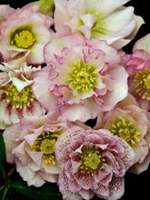 Load image into Gallery viewer, Helleborus 'Flower Girl'