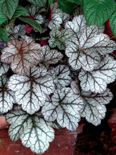 Load image into Gallery viewer, Heuchera 'Glitter'