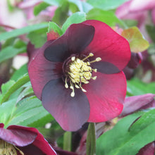 Load image into Gallery viewer, Helleborus 'Rome in Red'