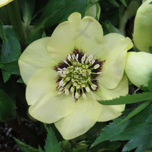 Load image into Gallery viewer, Helleborus Honeymoon® 'Spanish Flare'