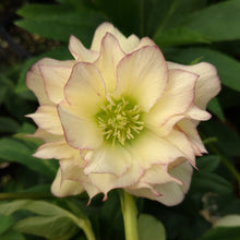Load image into Gallery viewer, Helleborus 'First Dance'