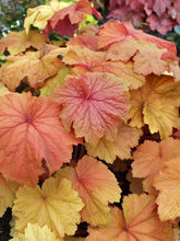 Load image into Gallery viewer, Heuchera 'Caramel'