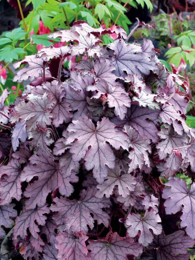 Heucherella 'Plum Cascade' BloomBox