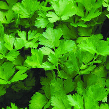 Load image into Gallery viewer, Italian Parsley 6"