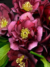 Load image into Gallery viewer, Helleborus 'True Love'