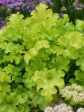 Load image into Gallery viewer, Heuchera 'Lime Ruffles'