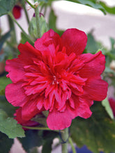 Load image into Gallery viewer, Hollyhock 'Spring Celebrities Carmine Rose'