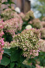 Load image into Gallery viewer, Hydrangea 'Little Lime'
