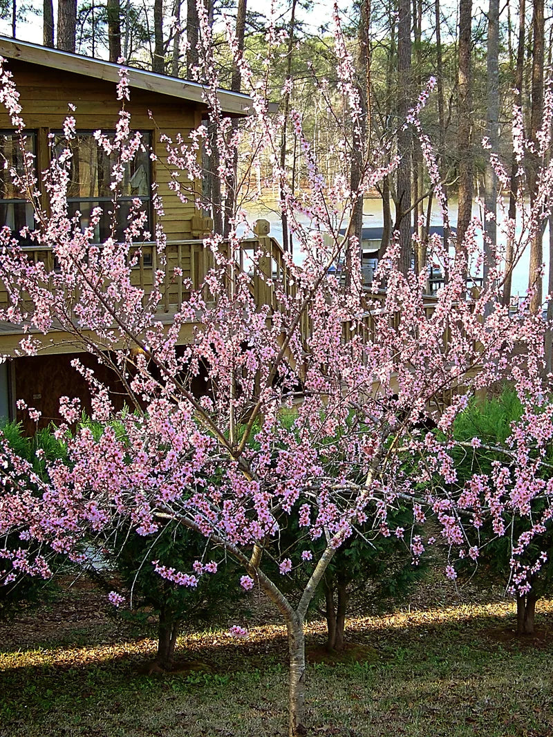Peach Tree 'Harvester Dwarf' BloomBox
