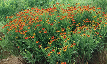 Load image into Gallery viewer, Helenium "Mardi Gras"