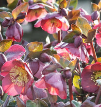 Load image into Gallery viewer, Helleborus Frostkiss® 'Penny's Pink'