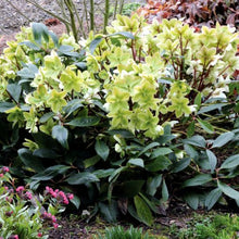 Load image into Gallery viewer, Helleborus 'Honeyhill Joy'