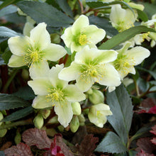 Load image into Gallery viewer, Helleborus 'Honeyhill Joy'
