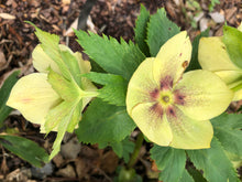 Load image into Gallery viewer, Helleborus Honeymoon® 'Spanish Flare'