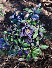 Load image into Gallery viewer, Helleborus 'Dark and Handsome'