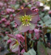 Load image into Gallery viewer, Helleborus 'Dana's Dulcet'