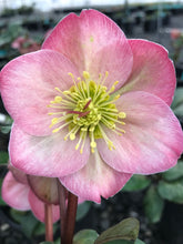 Load image into Gallery viewer, Helleborus 'Cheryl's Shine'