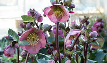 Load image into Gallery viewer, Helleborus 'Dana's Dulcet'