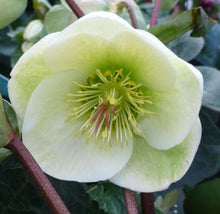 Load image into Gallery viewer, Helleborus Frostkiss® 'Moondance'