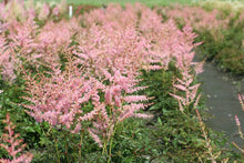 Load image into Gallery viewer, Astilbe 'Hennie Graafland'