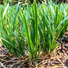 Load image into Gallery viewer, Garlic Chives