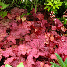 Load image into Gallery viewer, Heuchera 'Berry Smoothie'