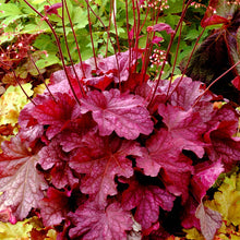Load image into Gallery viewer, Heuchera 'Berry Smoothie'