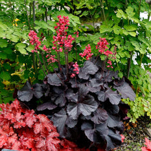 Load image into Gallery viewer, Heuchera 'Black Forest Cake'