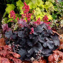 Load image into Gallery viewer, Heuchera 'Black Forest Cake'