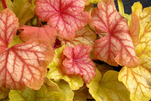Load image into Gallery viewer, Heuchera 'Champagne'
