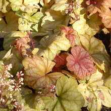 Load image into Gallery viewer, Heuchera 'Champagne'