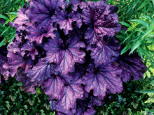 Load image into Gallery viewer, Heuchera 'Forever® Purple'