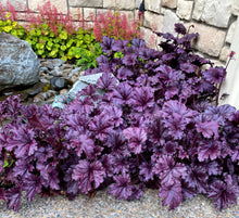 Load image into Gallery viewer, Heuchera 'Forever® Purple'